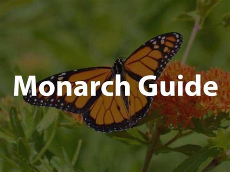 Monarchs Guide .